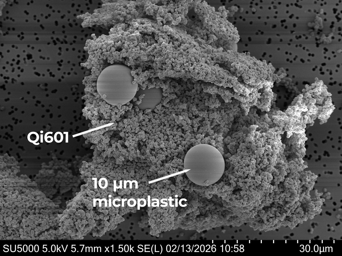 Qi601™ Biofilm Shield™ Research: Microplastic Binding and Digestive Stability