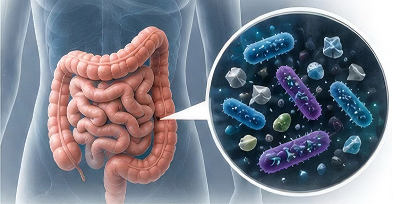 Microplastics & Your Gut Microbiome